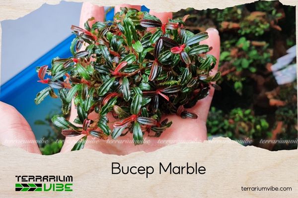 bucep-phantom bucep phantom