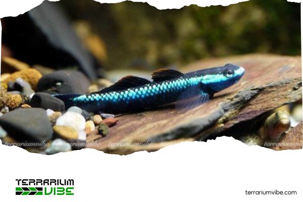 Cá bống Astro 4 Cá bống mít Astro hiện nay dao động từ 40.000-80.000 VNĐ/con