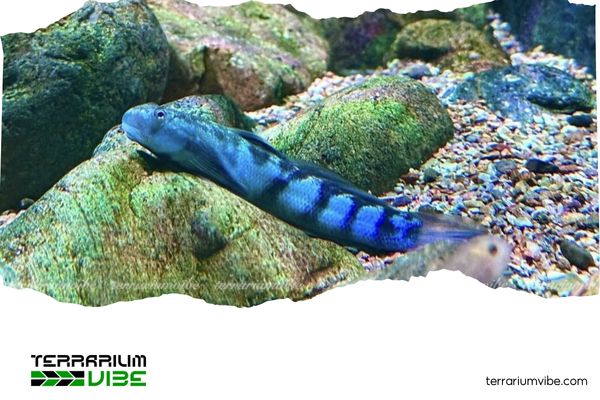 Cá Bống Lago 1 Cá bống Lago sở hữu vẻ ngoài sinh động và miệng hút đặc trưng giúp bám chắc vào đá