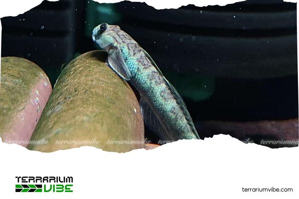 Cá Bống Lago 2 Cá bống cảnh Lago mang màu sắc chủ đạo xanh lam ánh kim hoặc xanh ô liu, xen kẽ các vệt đen trên lưng