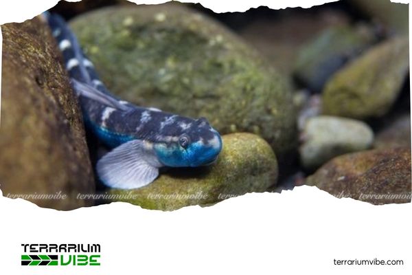 Cá Bống Lago 3 Cá bống cảnh Lago thuộc loài ăn tạp thiên về thực vật, ăn chủ yếu tảo, vi sinh vật