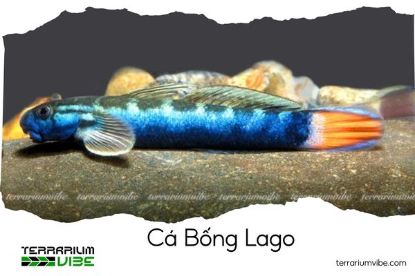 ca-bong-lago Cá bống Lago