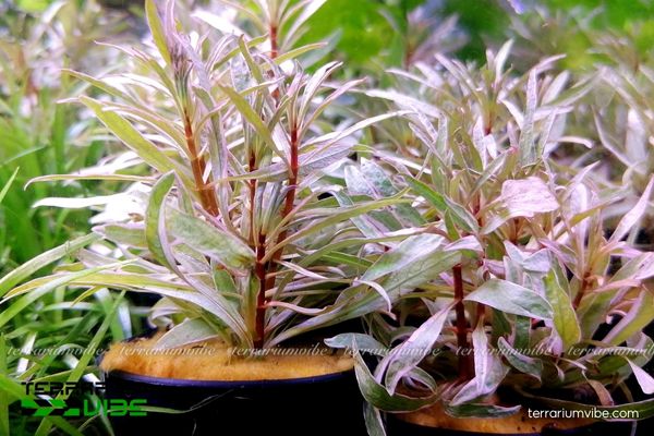 Cây Bạch Thái Dương 1 Đặc điểm hình dáng và phân loại học cây Bạch Thái Dương