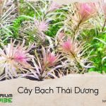 cây bạch thái dương