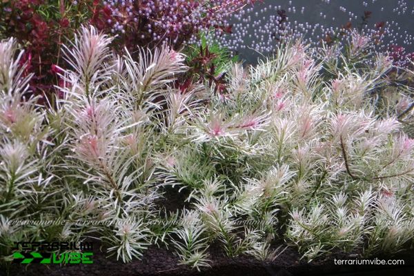 Cây Bạch Thái Dương 2 Bạch Thái Dương nguồn gốc nhiệt đới châu Á, thường trồng trong hồ cá