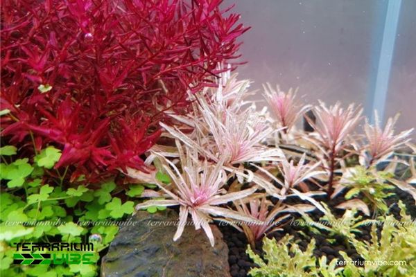 Cây Bạch Thái Dương 3 Bạch Thái Dương ưa ẩm, ánh sáng nhẹ, thích hợp terrarium mở/bán mở