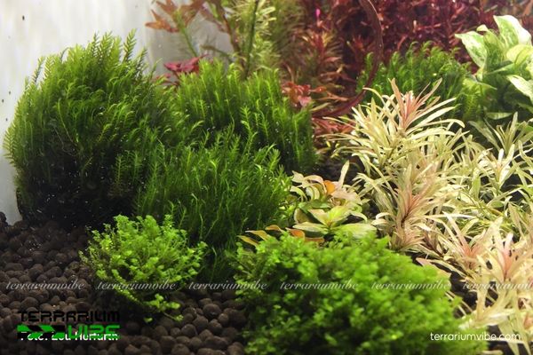 Cây Bạch Thái Dương 4 Điều kiện môi trường cần thiết cho cây Bạch Thái Dương