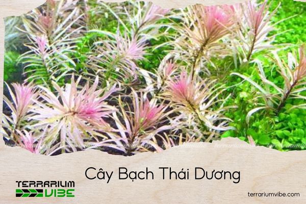cay-bach-thai-duong cây bạch thái dương