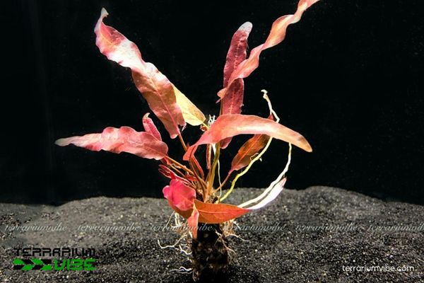 Cây Biệt Liên 1 Phân loại học và đặc điểm hình thái của cây Biệt Liên