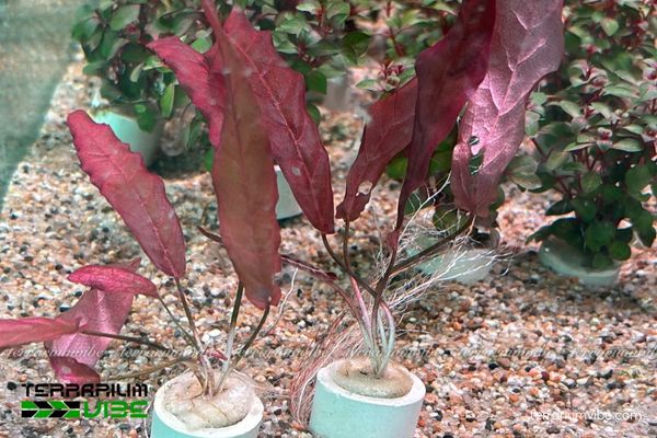 Cây Biệt Liên 2 Cây Biệt Liên sống trong môi trường tự nhiên nước ngọt