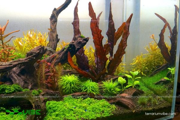 Cây Biệt Liên 3 Đặc điểm thích nghi của cây Biệt Liên trong làm tiểu cảnh terrarium