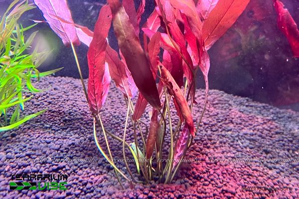 Cây Biệt Liên 4 Điều kiện cần thiết đảm bảo cây Biệt Liên phát triển tốt