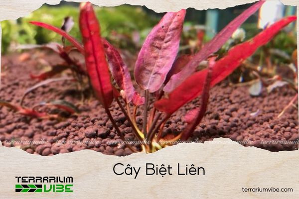 cay-biet-lien cây biệt liên