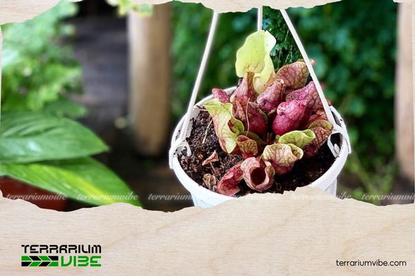 Cây Bình tử thảo 1 Cây bình tử thảo nổi tiếng với khả năng bắt mồi bằng lá biến đổi hình ống