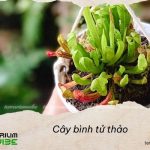 Cây Bình tử thảo