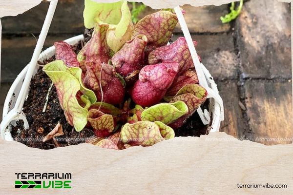 Cây Bình tử thảo 2 Bình tử thảo phân bổ nhiều ở Canada và New England (Hoa Kỳ)