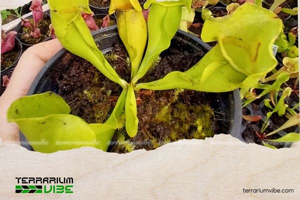 Cây Bình tử thảo 3 Loài bình tử thảo thích nghi tốt ở khu vực đầm lầy, đất than bùn, rìa vùng đất ngập nước