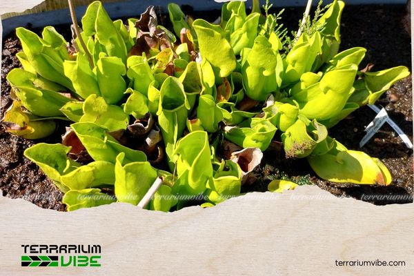 Cây Bình tử thảo 4 Bình tử thảo ưa ẩm và sáng nên có thể trồng ở chậu bonsai, terrarium mở