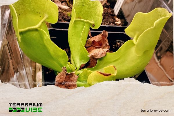 Cây Bình tử thảo 5 Đảm bảo trồng cây nơi nhiều sáng, giữ độ ẩm liên tục để phát triển ổn định