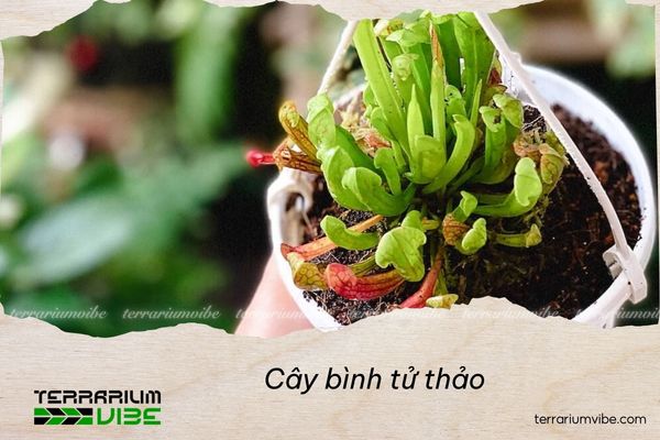 cay-binh-tu-thao Cây Bình tử thảo