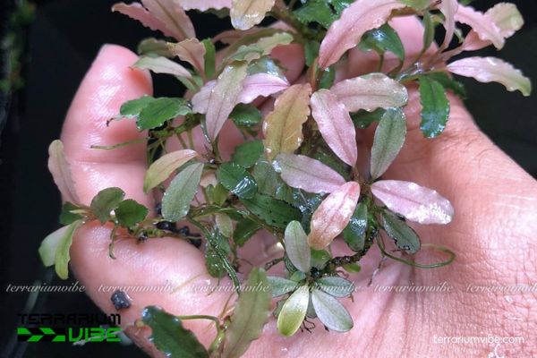 Cây Bucep Hồng 1 Cây Bucep Hồng là lá xanh viền hồng, nhỏ gọn, bám chắc trên đá gỗ