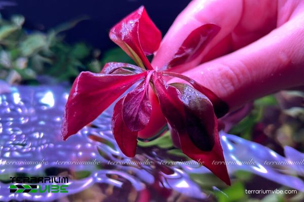 Cây Cải Đỏ 1 Đặc điểm hình thái và phân loại học của cây Cải Đỏ