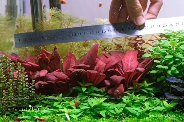 Cây Cải Đỏ 2 Cải Đỏ thủy sinh là cây Đông Nam Á ưa ẩm thường mọc ven sông suối và ruộng nước