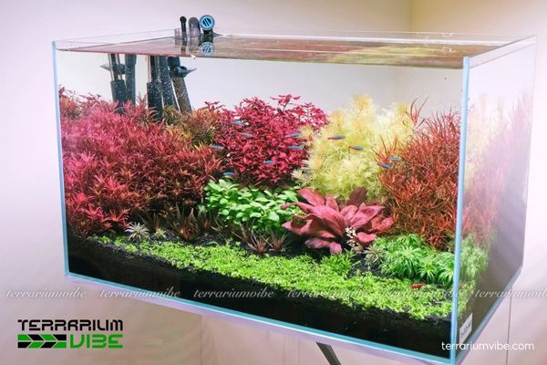 Cây Cải Đỏ 3 Cải Đỏ thủy sinh dễ chăm sóc phù hợp trồng trong terrarium bán cạn hoặc bể mini