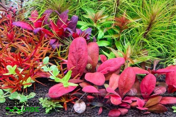Cây Cải Đỏ 4 Cải Đỏ thủy sinh dễ chăm sóc phù hợp trồng trong terrarium bán cạn hoặc bể mini