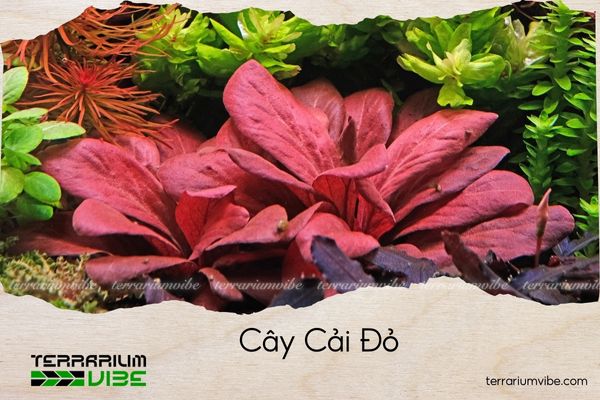 cay-cai-do cây cải đỏ