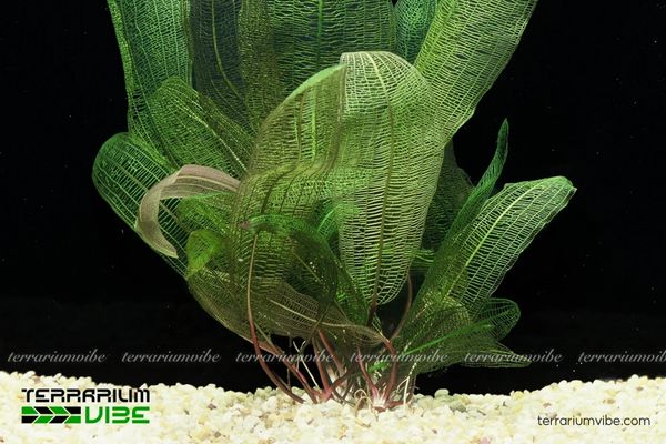 Cây Choi Lưới 1 Phân loại học và hình thái của cây Choi Lưới