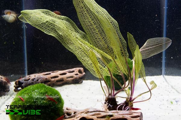 Cây Choi Lưới 2 Cây Choi Lưới sống trồng môi trường tự nhiên ẩm ướt