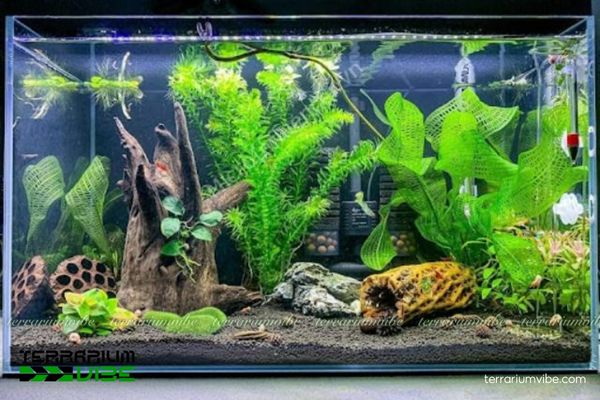 Cây Choi Lưới 3 cây Choi Lưới khó thích nghi trong làm tiểu cảnh cần có kinh nghiệm