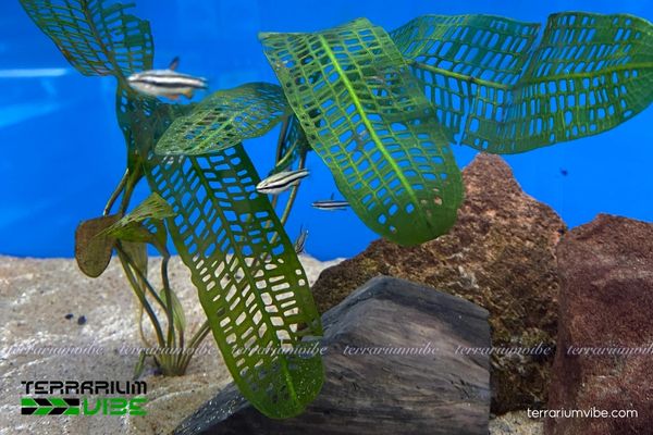 Cây Choi Lưới 4 Một số yếu tố cần thiết khi chăm sóc trong terrarium