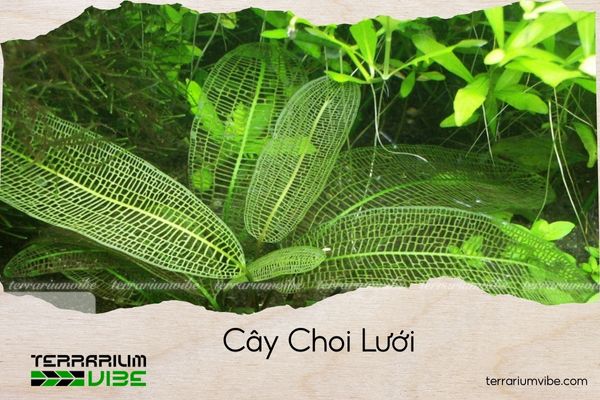 cay-choi-luoi cây choi lưới