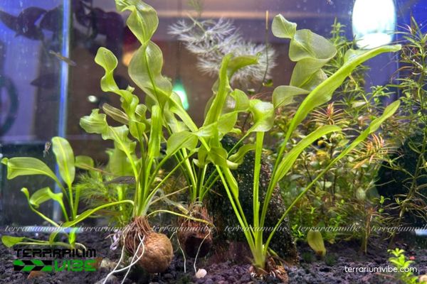 Cây Choi Xoắn 1 Tìm hiểu đặc điểm hình thái của cây Choi Xoắn