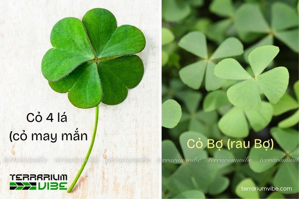 Cây Cỏ Bợ 4 Lá 1 Đặc điểm hình thái và phân loại học của cây Cỏ Bợ 4 Lá