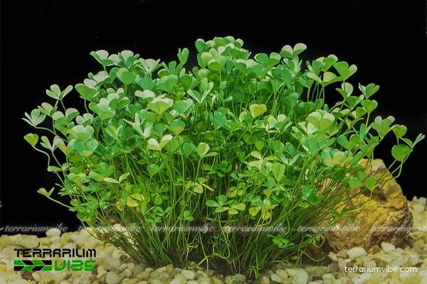 Cây Cỏ Bợ 4 Lá 3 Cây Cỏ Bợ 4 Lá thích hợp thiết kế sinh cảnh bán cạn