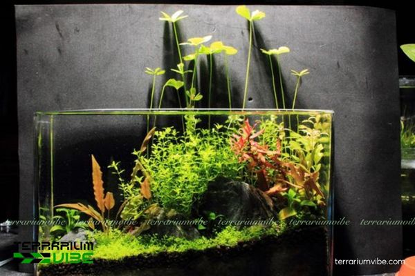 Cây Cỏ Bợ 4 Lá 4 Các yếu tố điều kiện môi trường cần thiết để cây phát triển tốt