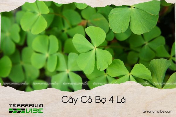 cay-co-bo-4-la cây cỏ bợ 4 lá