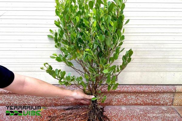 Cây Cóc Trắng 1 Đặc điểm hình thái và phân loại học của cây Cóc Trắng