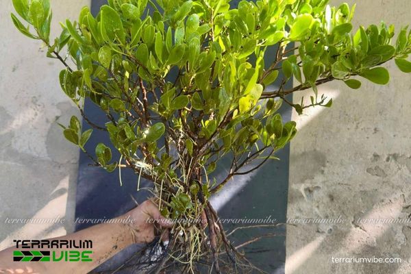 Cây Cóc Trắng 2 Cây Cóc Trắng sinh sống trong môi trường rừng mưa ngập mặn