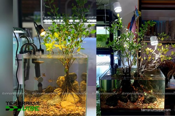 Cây Cóc Trắng 3 Cây Cóc Trắng thích nghi tốt trong tiểu cảnh thủy sinh