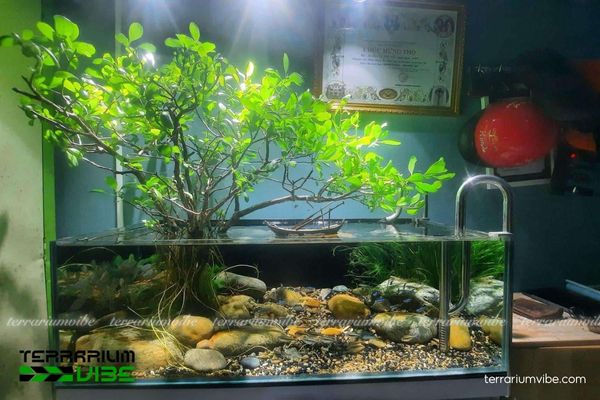 Cây Cóc Trắng 4 Một số yếu tố cần thiết để sinh phát triển tốt trong terrarium