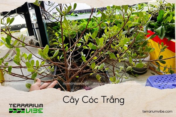 cay-coc-trang cây cóc trắng