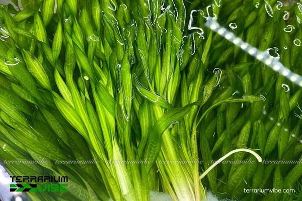 Cây Hẹ Xoắn 1 Phân loại học và hình dáng của cây Hẹ Xoắn