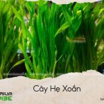 cây hẹ xoắn