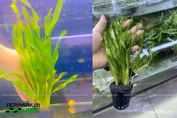 Cây Hẹ Xoắn 2 Hẹ Xoắn có nguồn gốc nhiệt đới, thường mọc ở sông suối và ao hồ nước ngọt