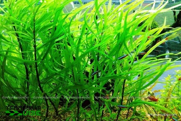 Cây Hồ Liễu 1 Hình thái và phân loại học của cây Hồ Liễu