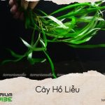 cây hồ liễu
